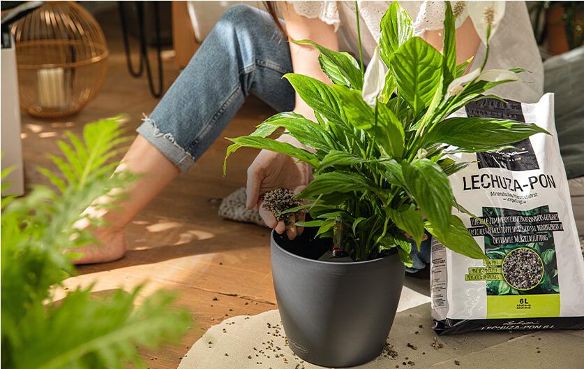 LECHUZA SelfWatering Planters