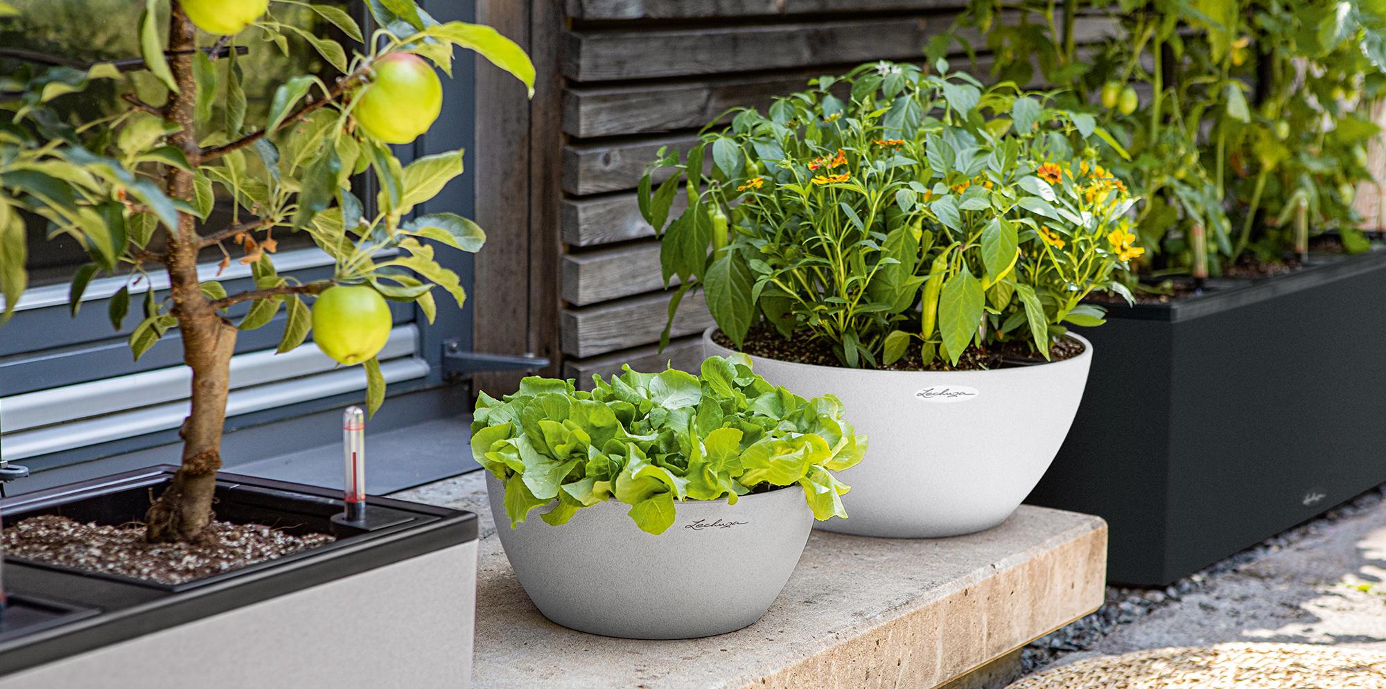 LECHUZA Stone Collection