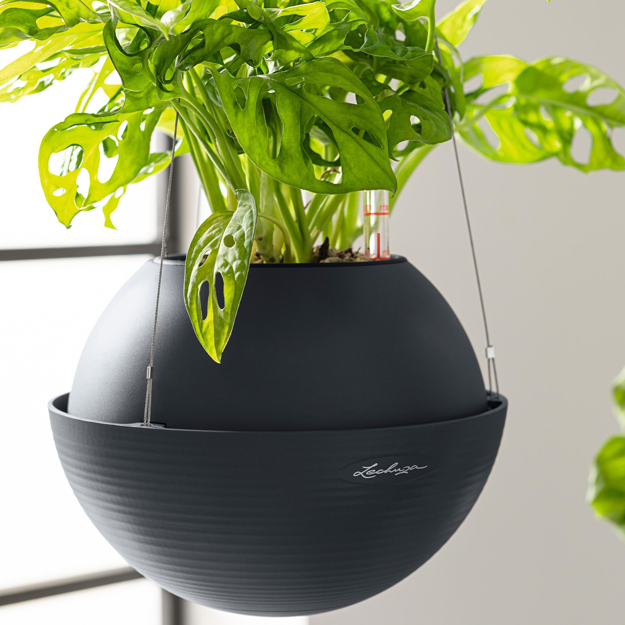le_bola-color32_product_addi_02