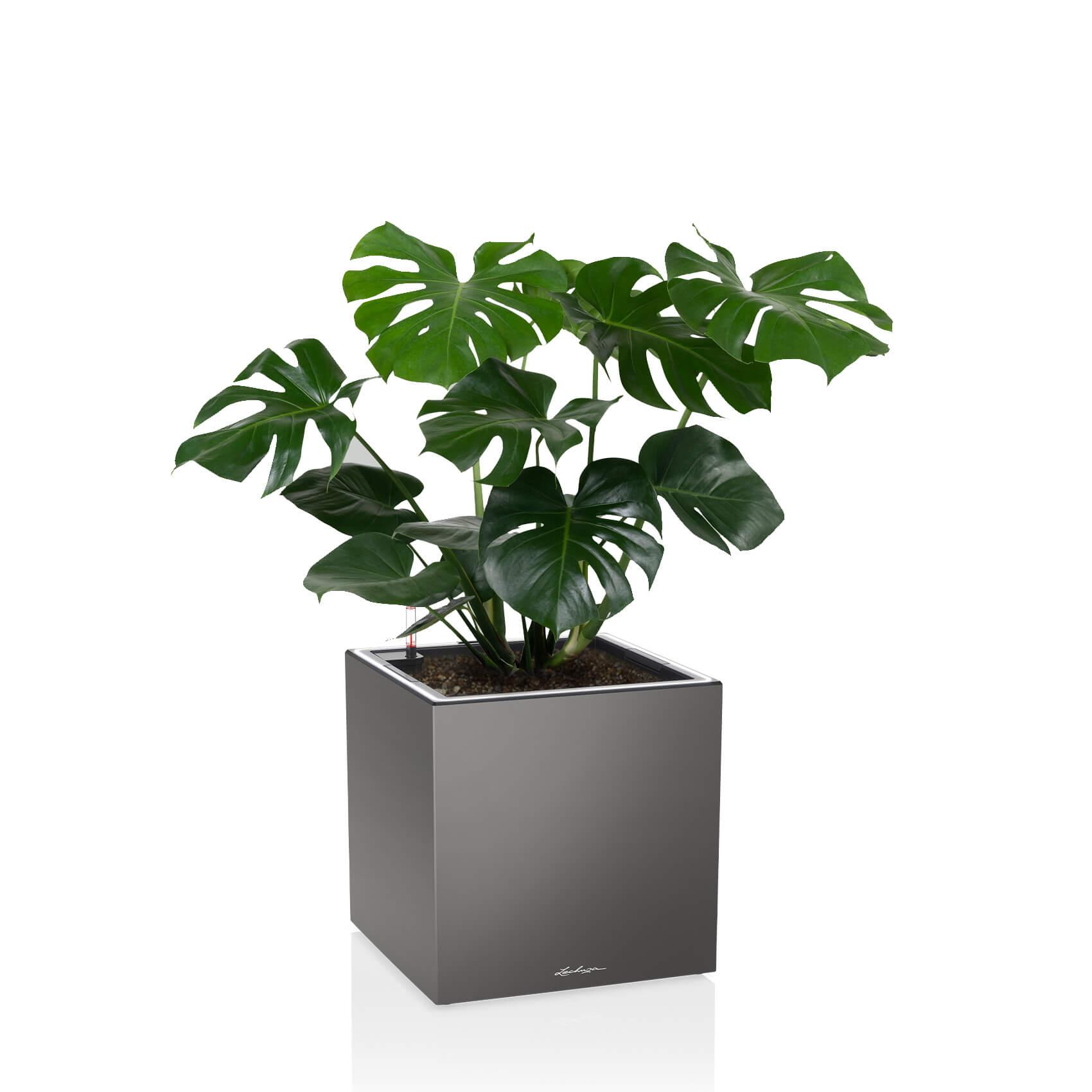 CANTO Premium 40 low LED charcoal metallic