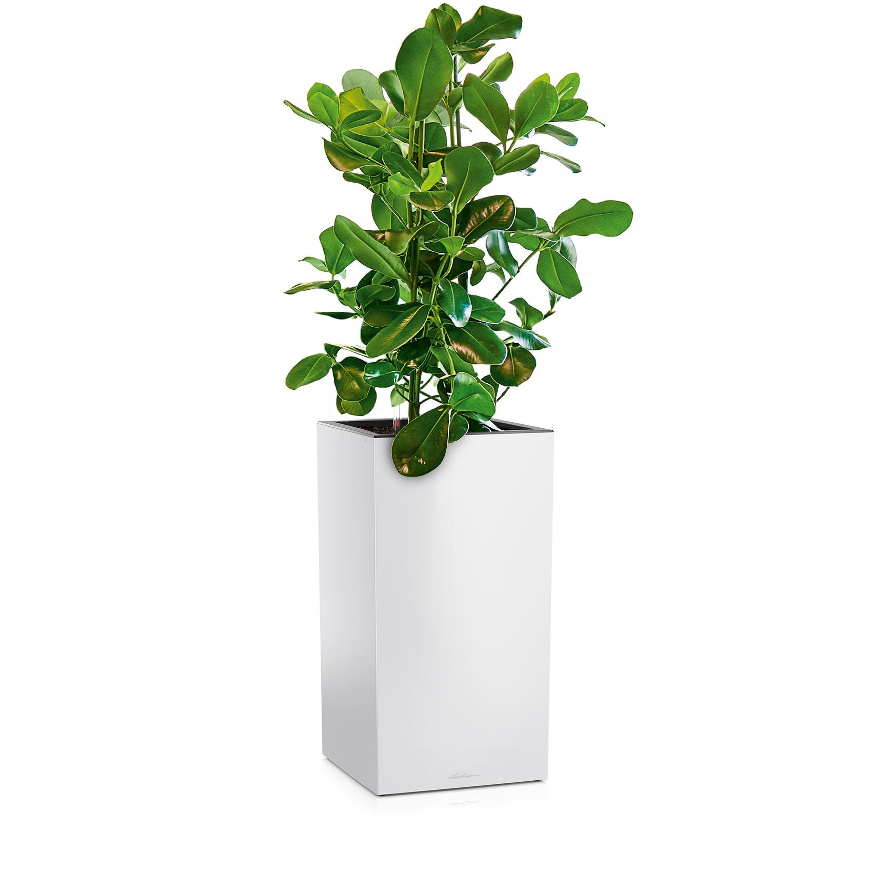 CANTO Premium 40 high blanc brillant