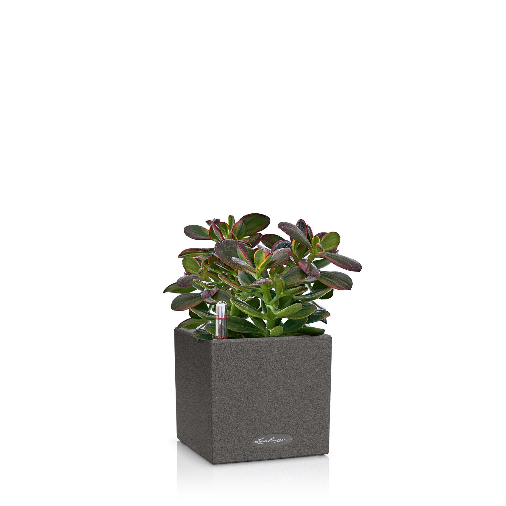 CANTO Stone 14 noir graphite