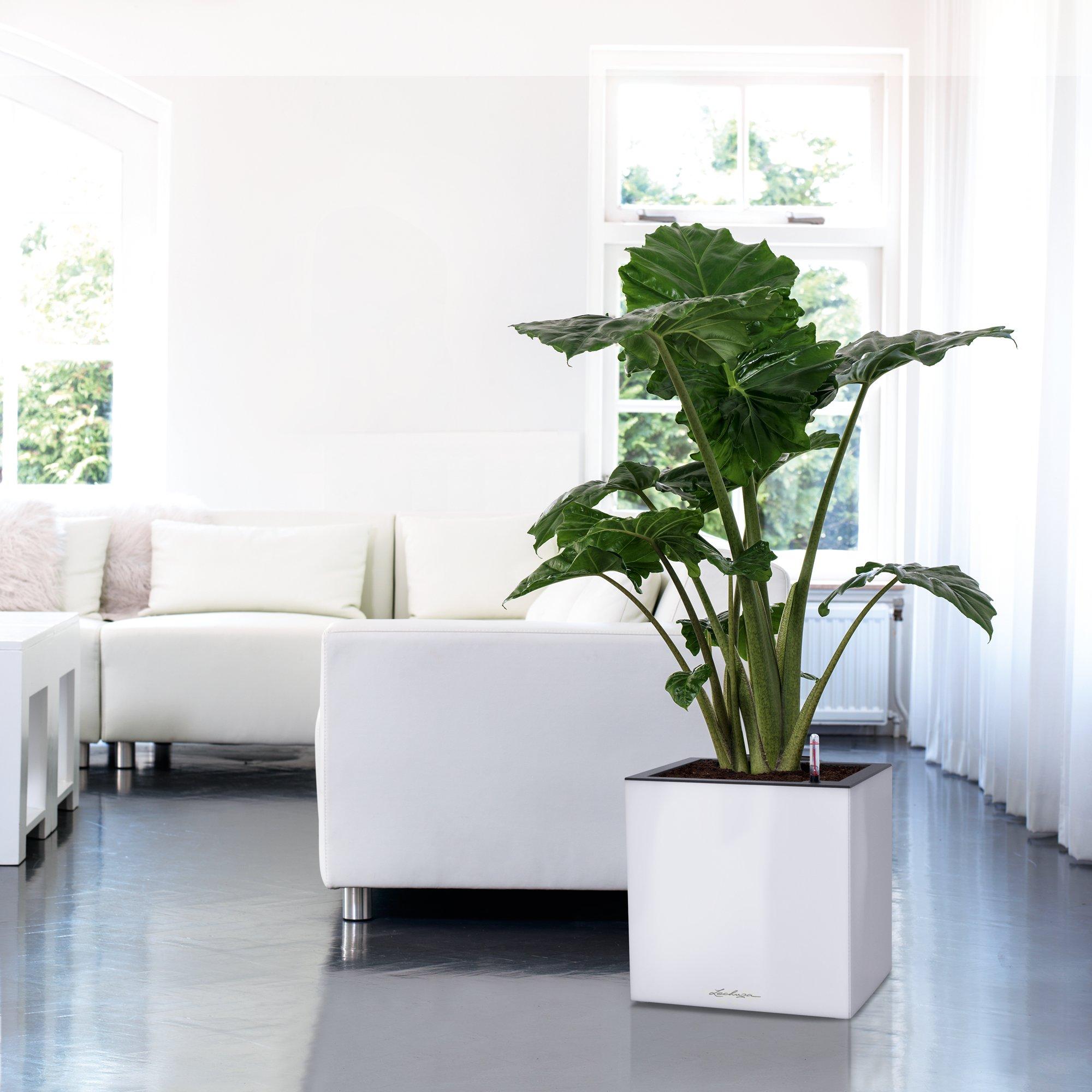 le_canto-wuerfel40_product_addi_01