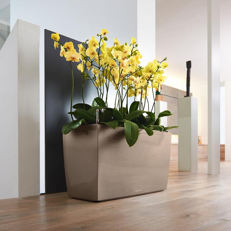 le_cararo_product_addi_03