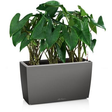 CARARO Антрацитовый металлик