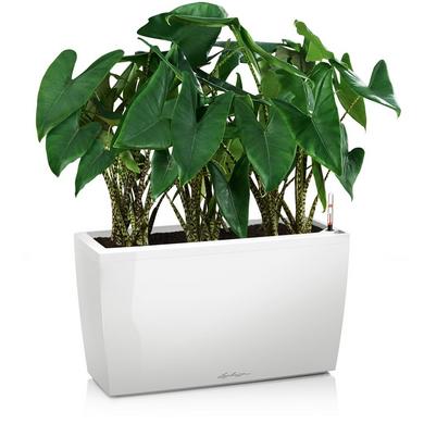 CARARO white high-gloss