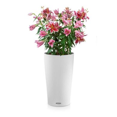 CILINDRO Color 32 blanc