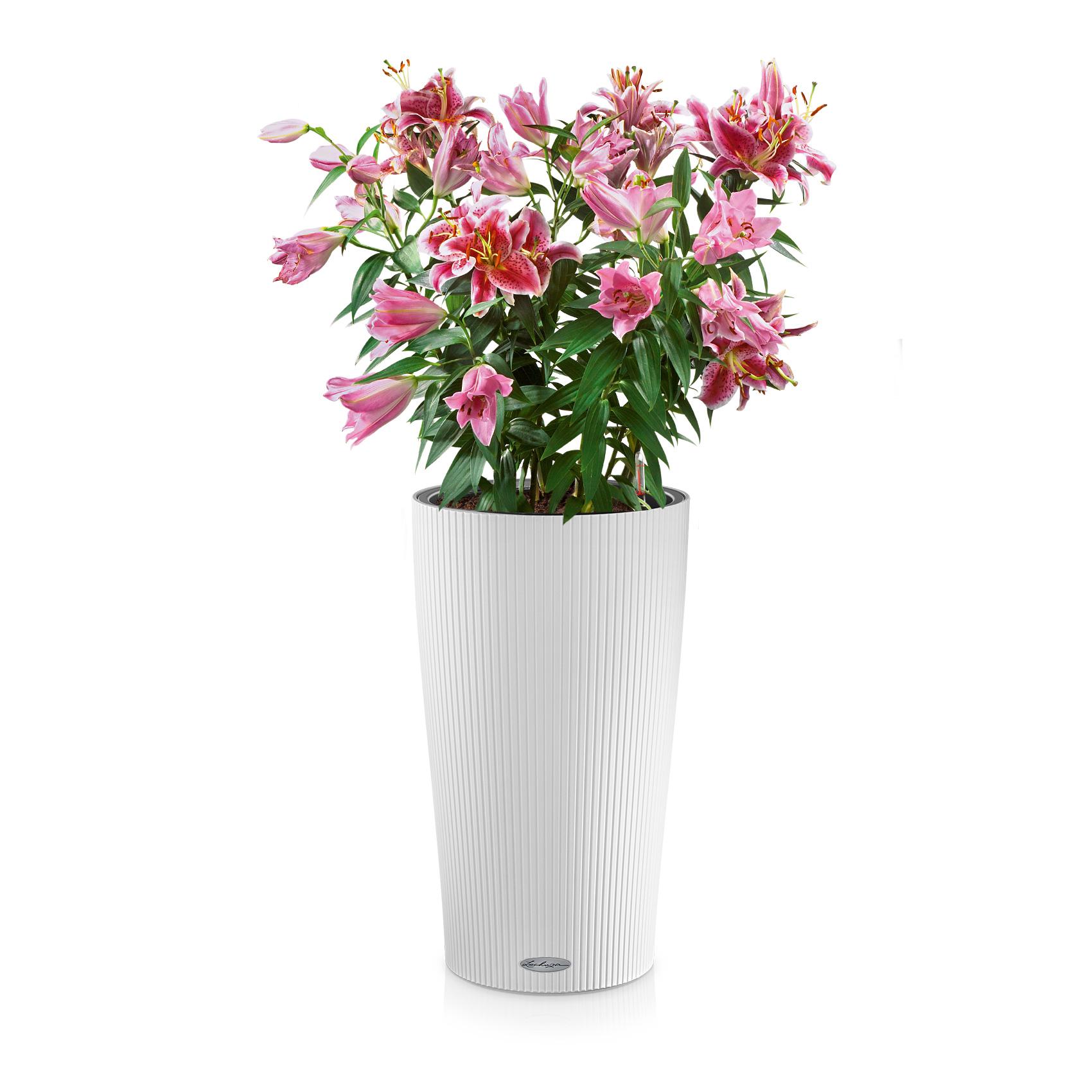 CILINDRO Color 32 white