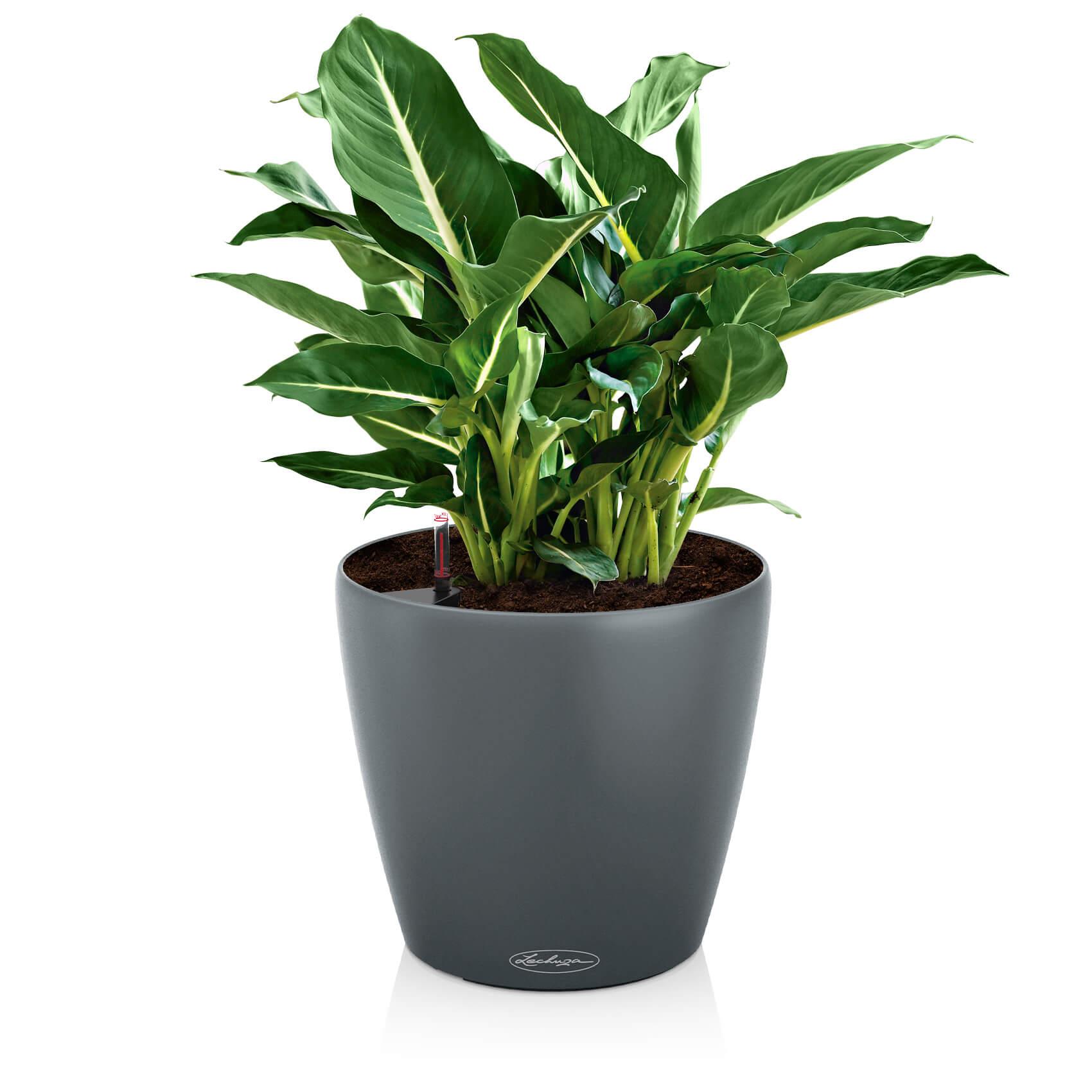 CLASSICO Color ECO