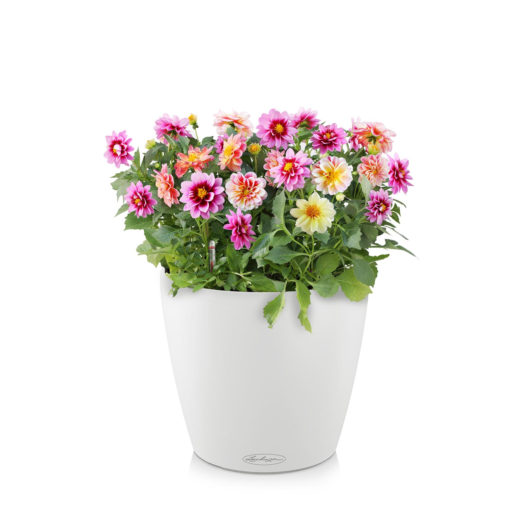 CLASSICO Color 70 white