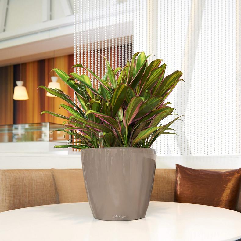 le_classico-ls28_product_addi_02