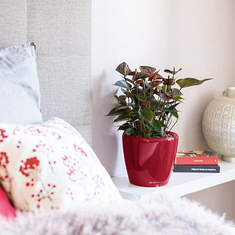 le_classico-ls35_product_addi_04