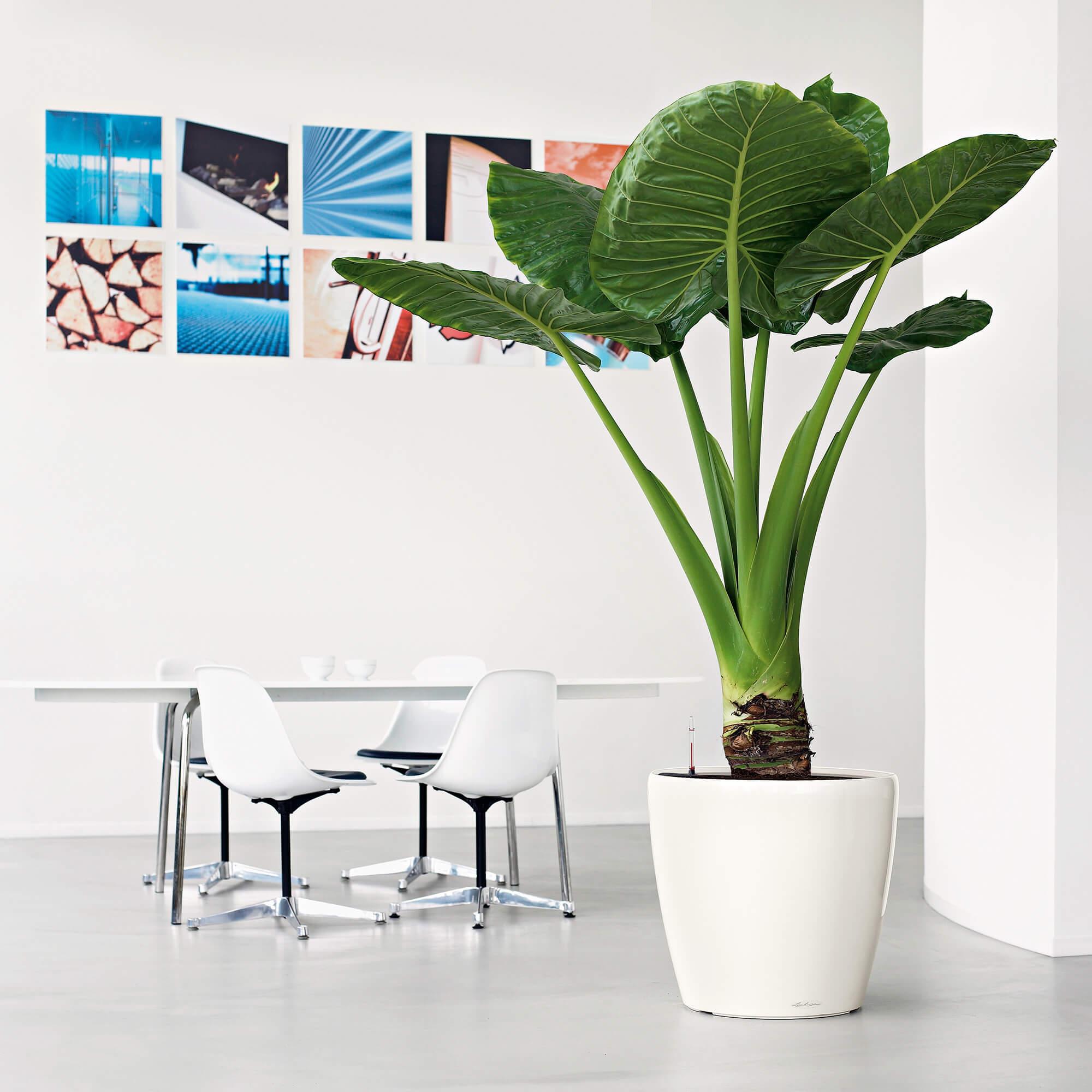 le_classico-ls50_product_addi_01