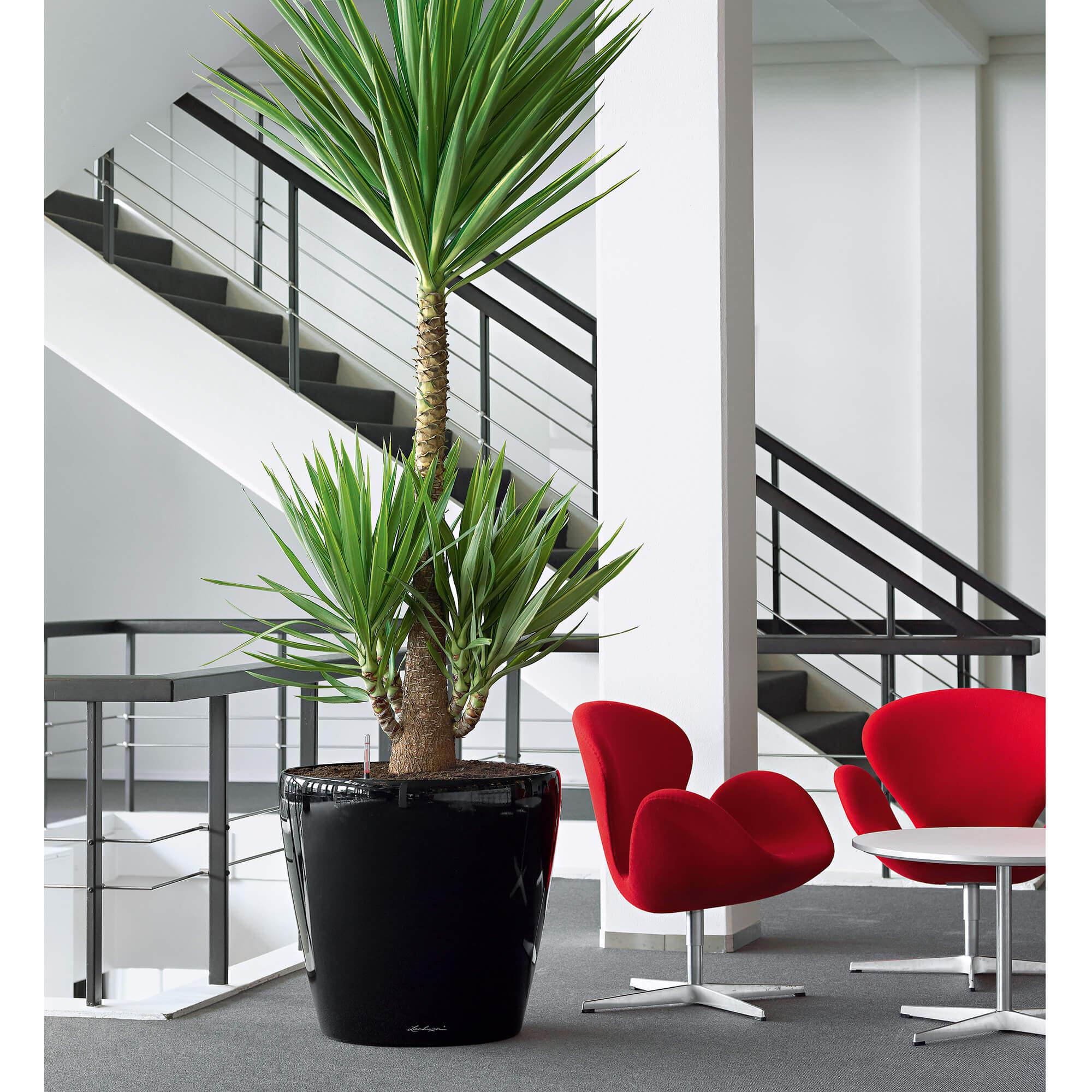 le_classico60_product_addi_03