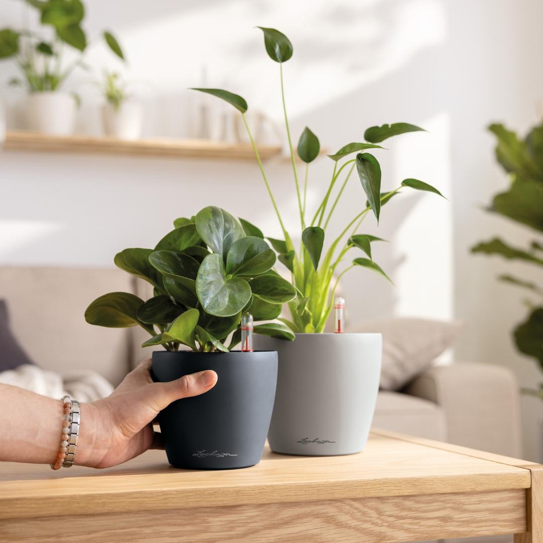 le_classico_color_2025_add01