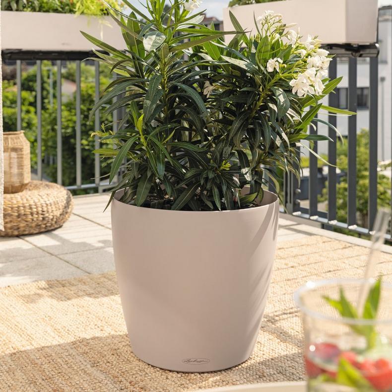 le_classico_color_big_2025_add04