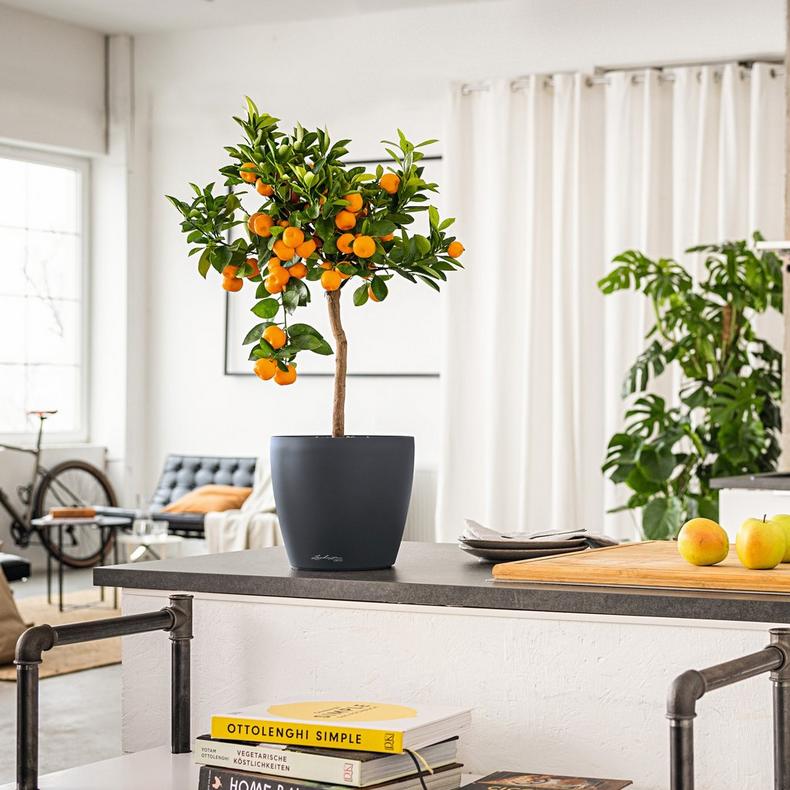 le_classico_color_deco_add11