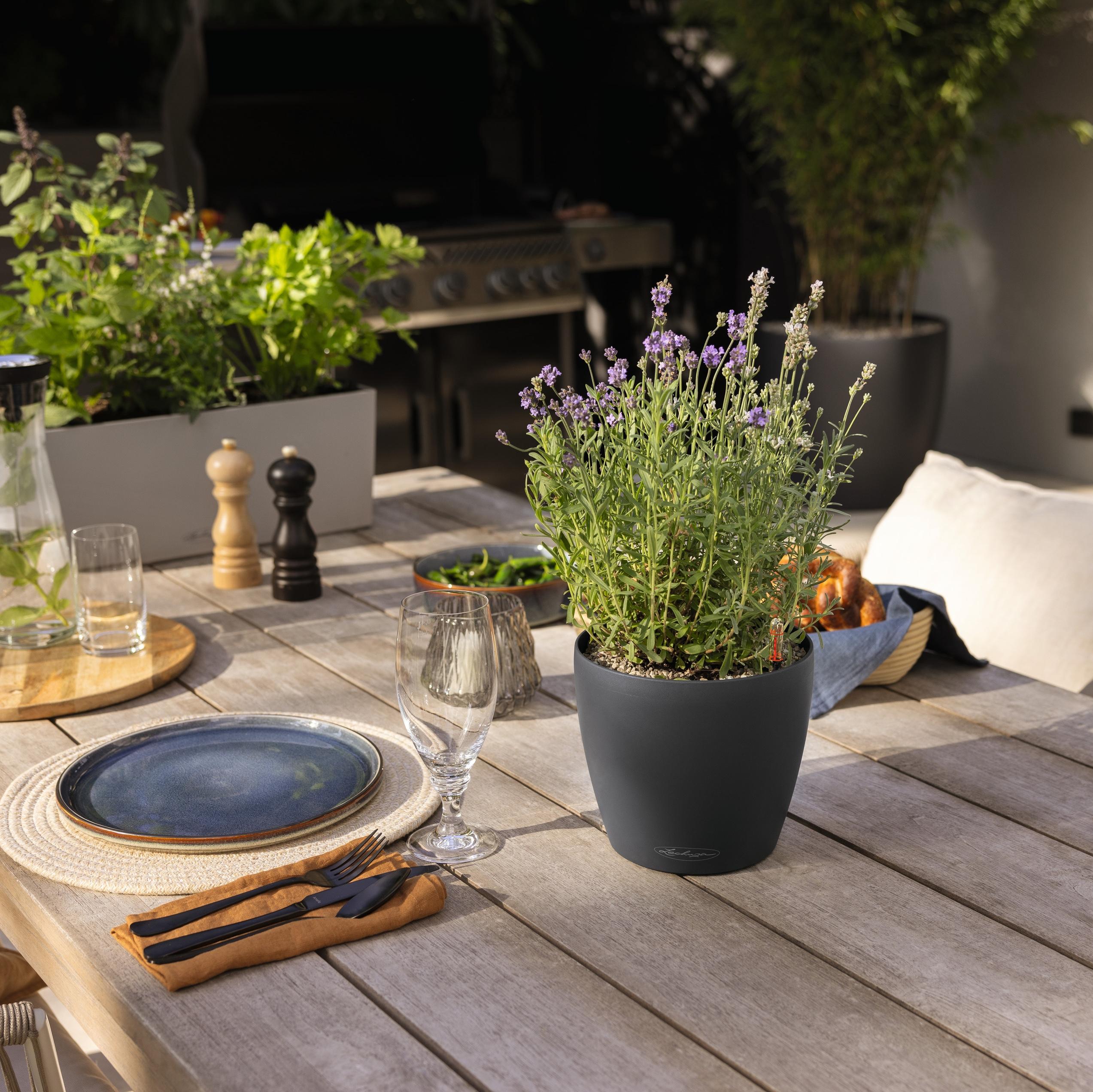 le_classico_color_small_2025_add03