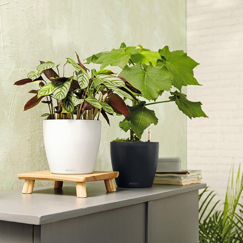 le_classico_color_small_2025_add05