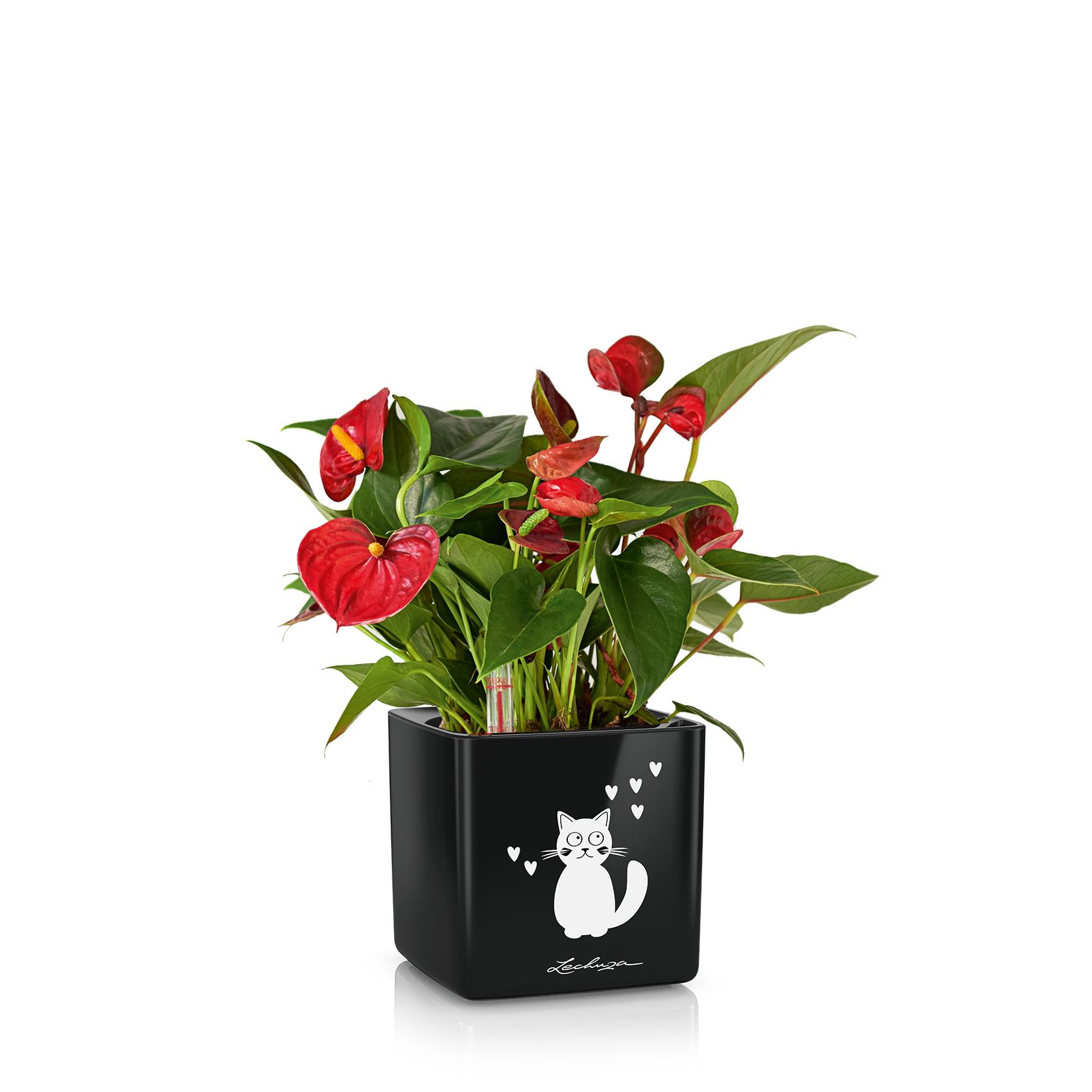 CUBE Glossy Cat 14 schwarz highgloss