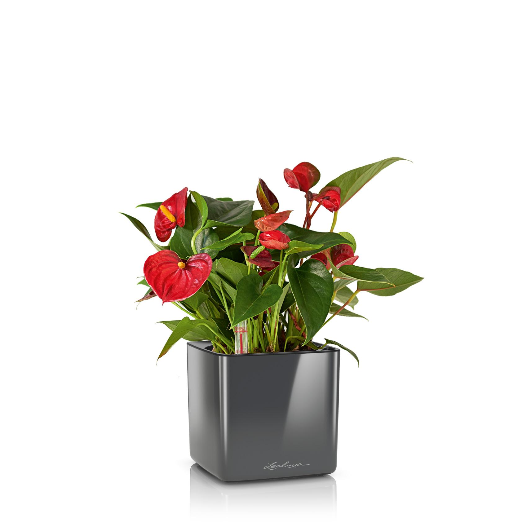 CUBE Glossy 16 anthracite ultra brillant
