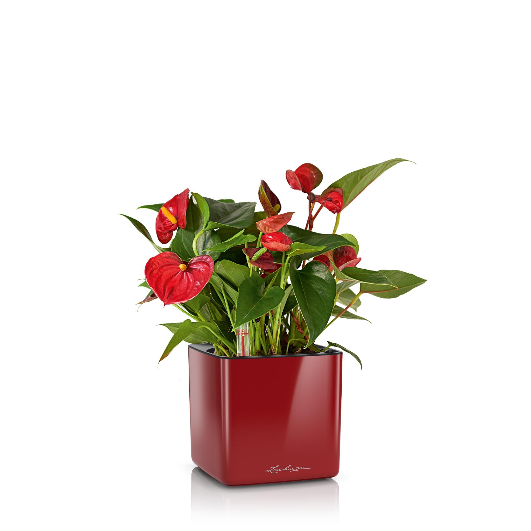 CUBE Glossy 14 scarlet red high-gloss