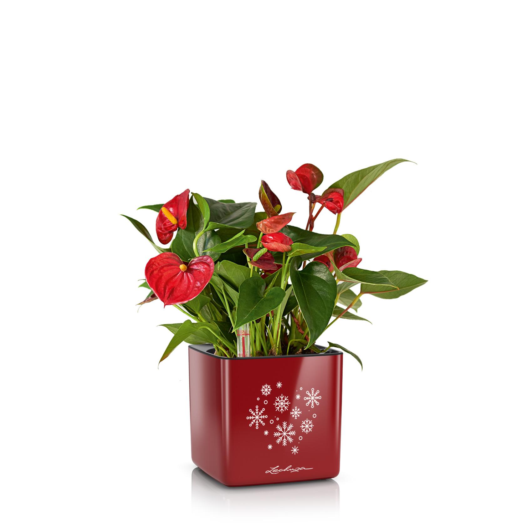 Pot de fleurs d'intérieur - Ecotool S Bicolore - Minimum Design