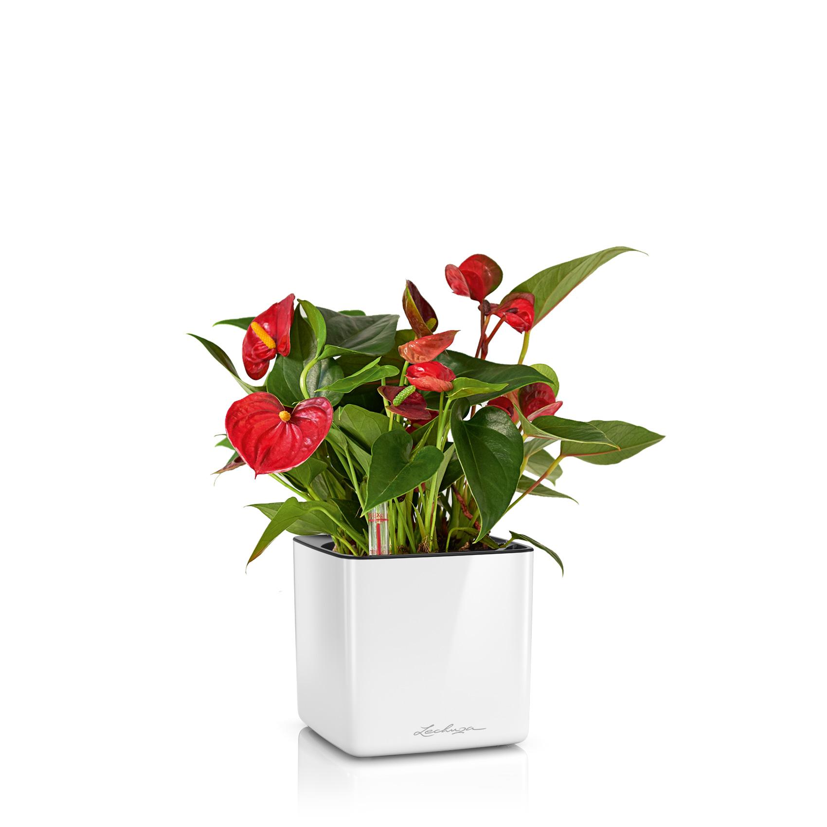 CUBE Glossy 14 blanc ultra brillant