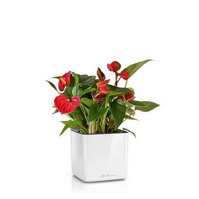 CUBE Glossy 14 blanc ultra brillant