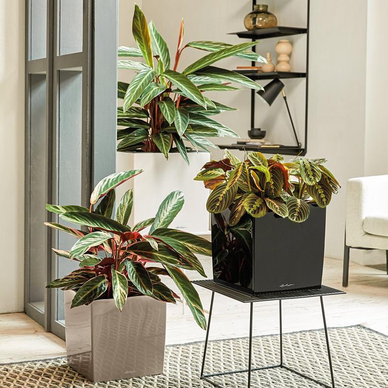 le_cube_product_addi_02