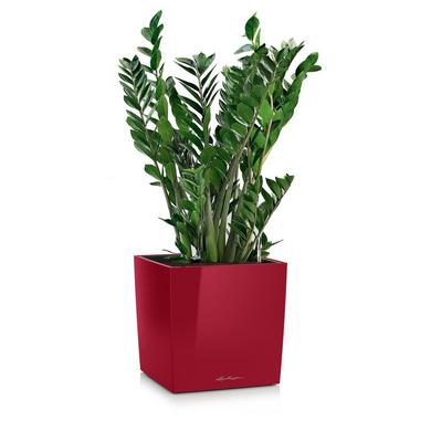 CUBE 30 rouge scarlet brillant