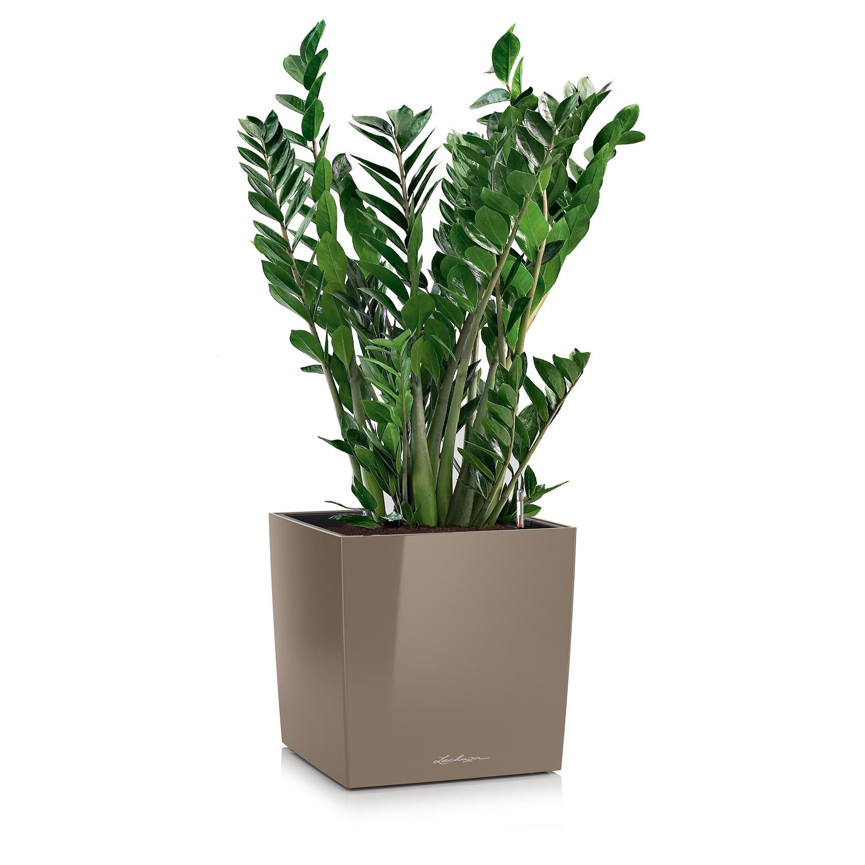 CUBE Premium 50 shiny taupe