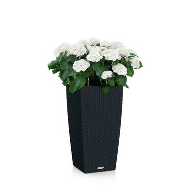 CUBICO Cottage 30 graphite black