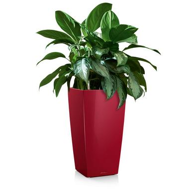 CUBICO 22 Ярко-красный блестящий