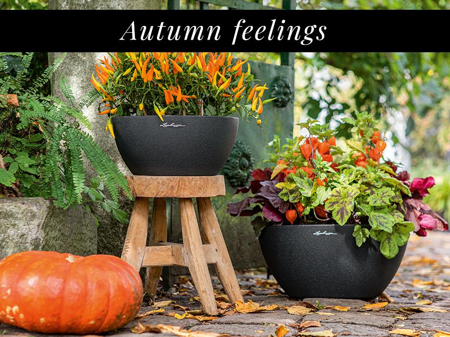 LECHUZA Self-Watering Planters