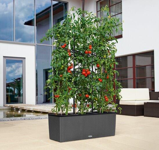 TRIO Cottage Tomaten