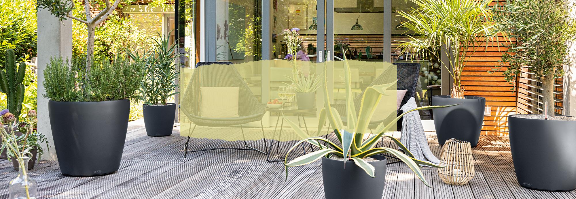 CLASSICO Color - a stylish classic