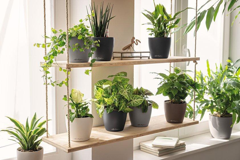 Lechuza zimmerpflanzen