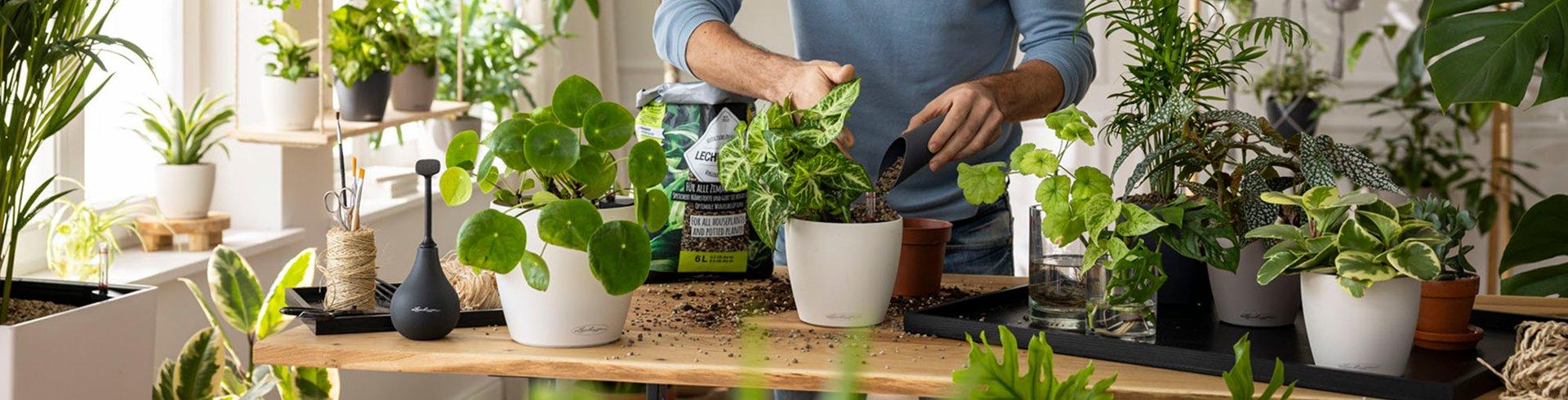 Vier Experten-Tipps f&uuml;r die richtige
    Pflanzenpflege