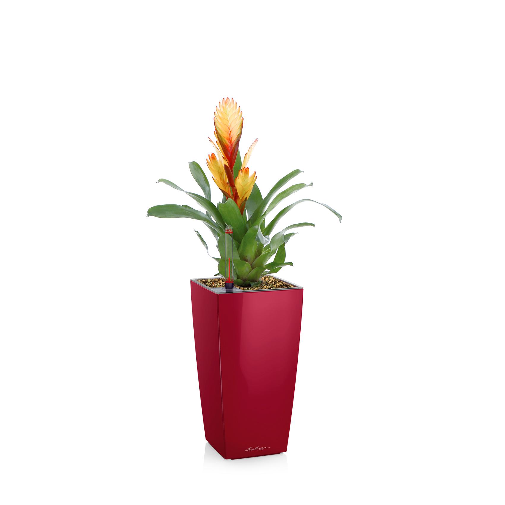 MINI-CUBI scarlet rot hochglanz