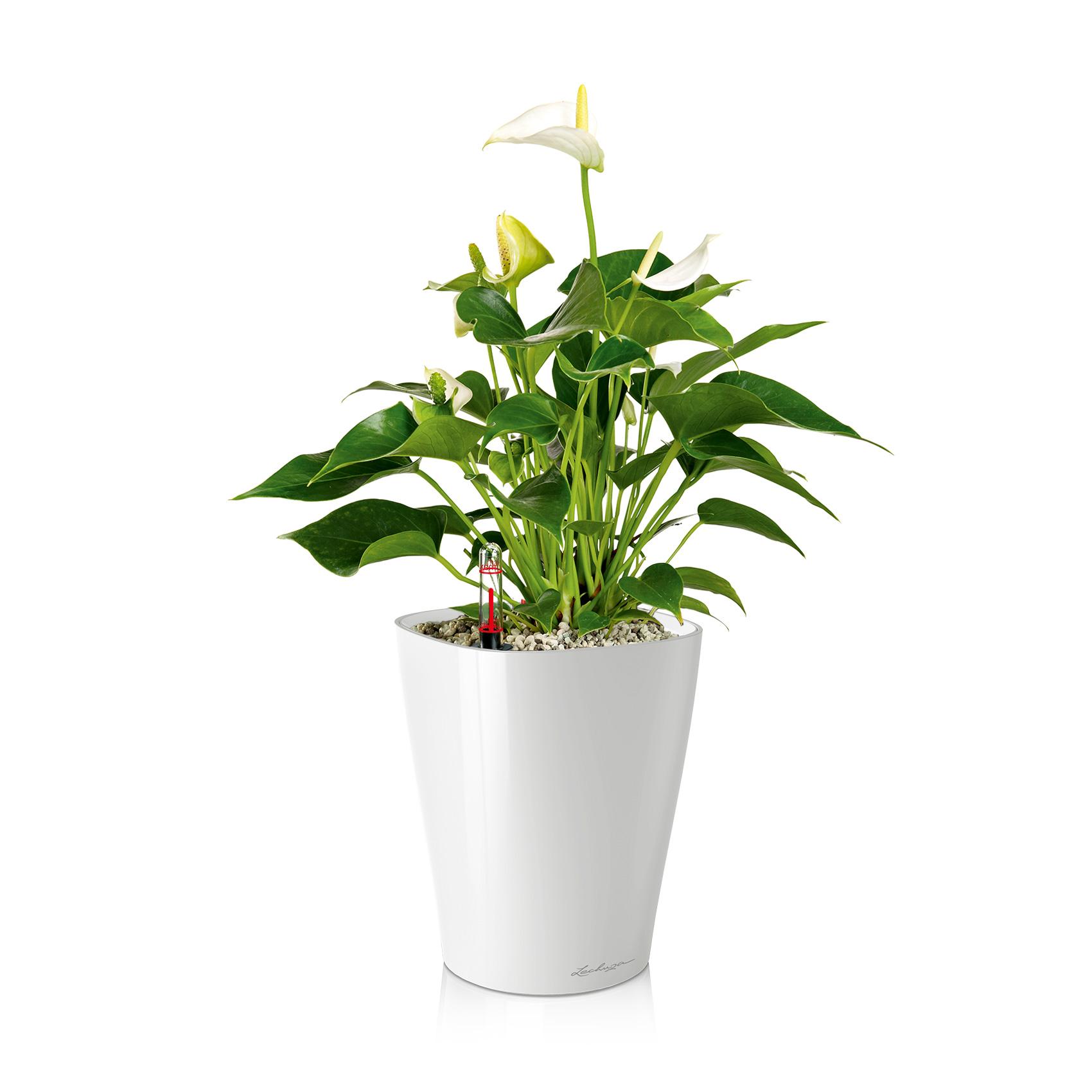 LECHUZA ORCHIDEA blanc 18x18x20cm, pot orchidée