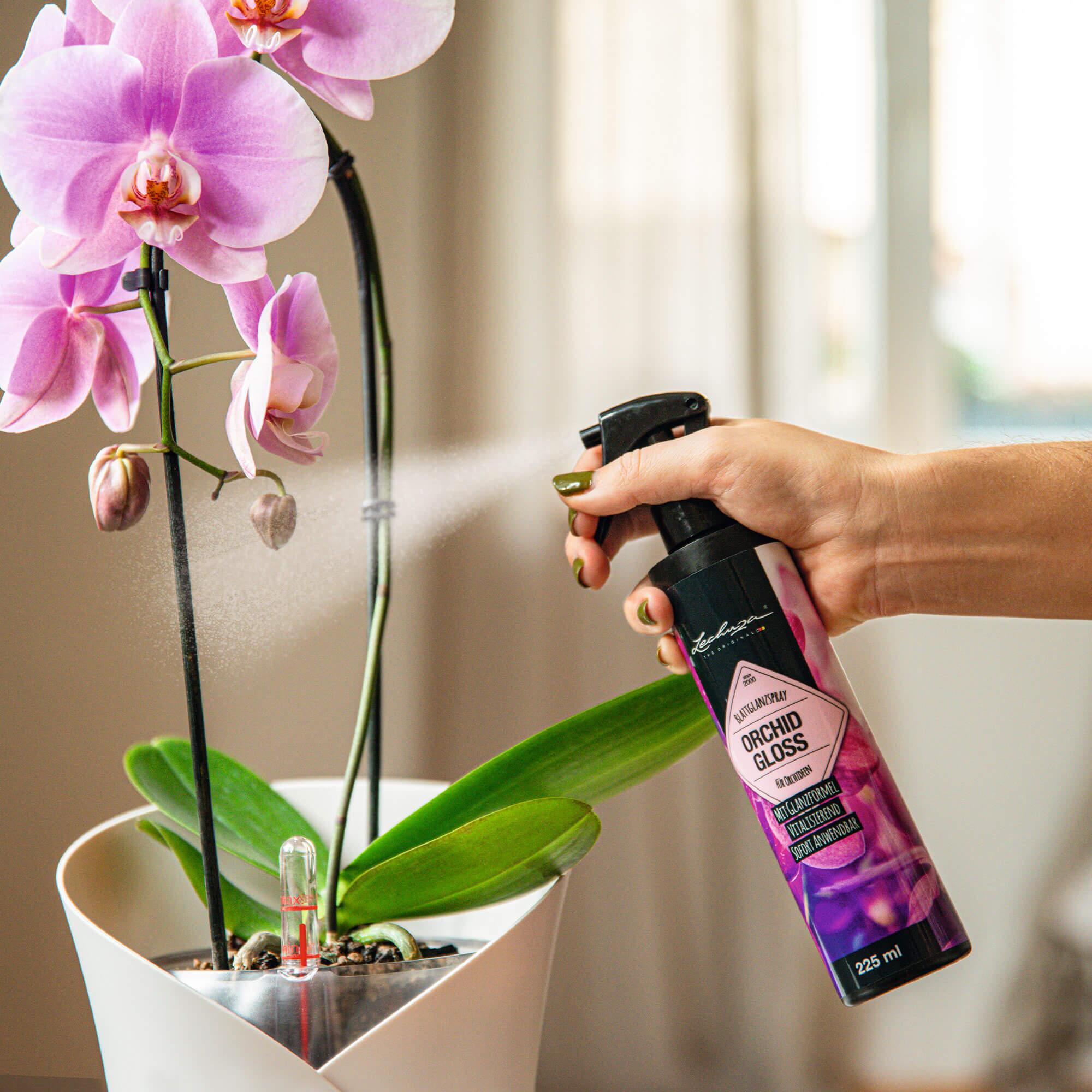 Orchid Gloss - leaf gloss spray for orchids