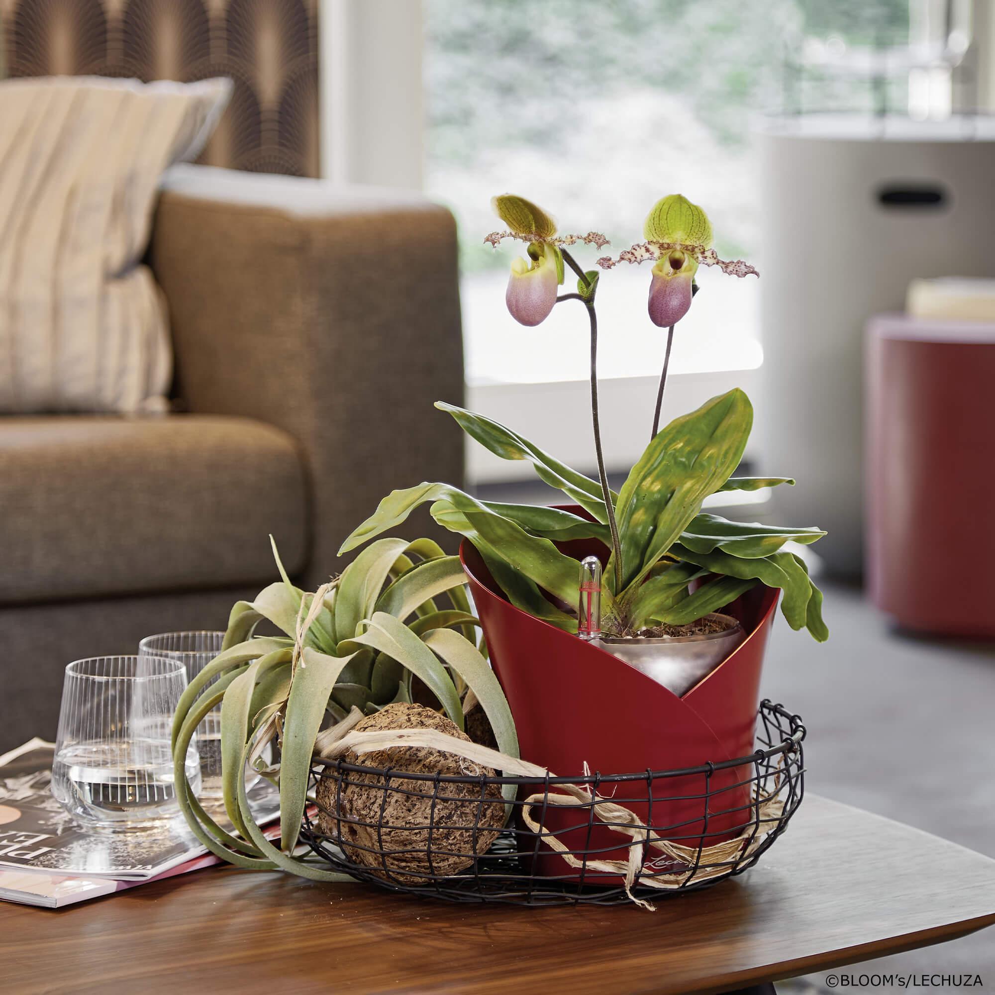 LECHUZA ORCHIDEA rosso scarlatto 18x18x20 cm, vaso per orchidee