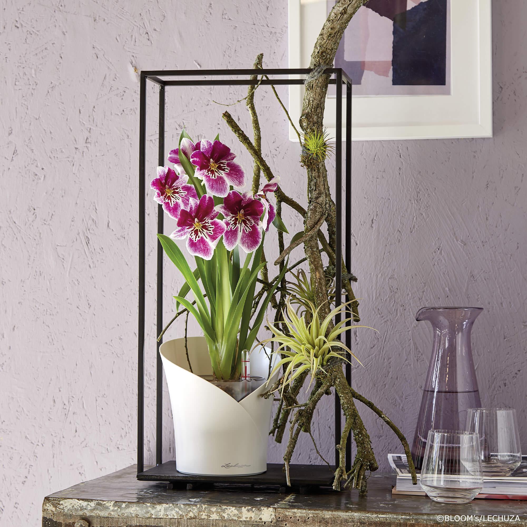 Orchidée avec son cache pot - Le jardin de Mathilde