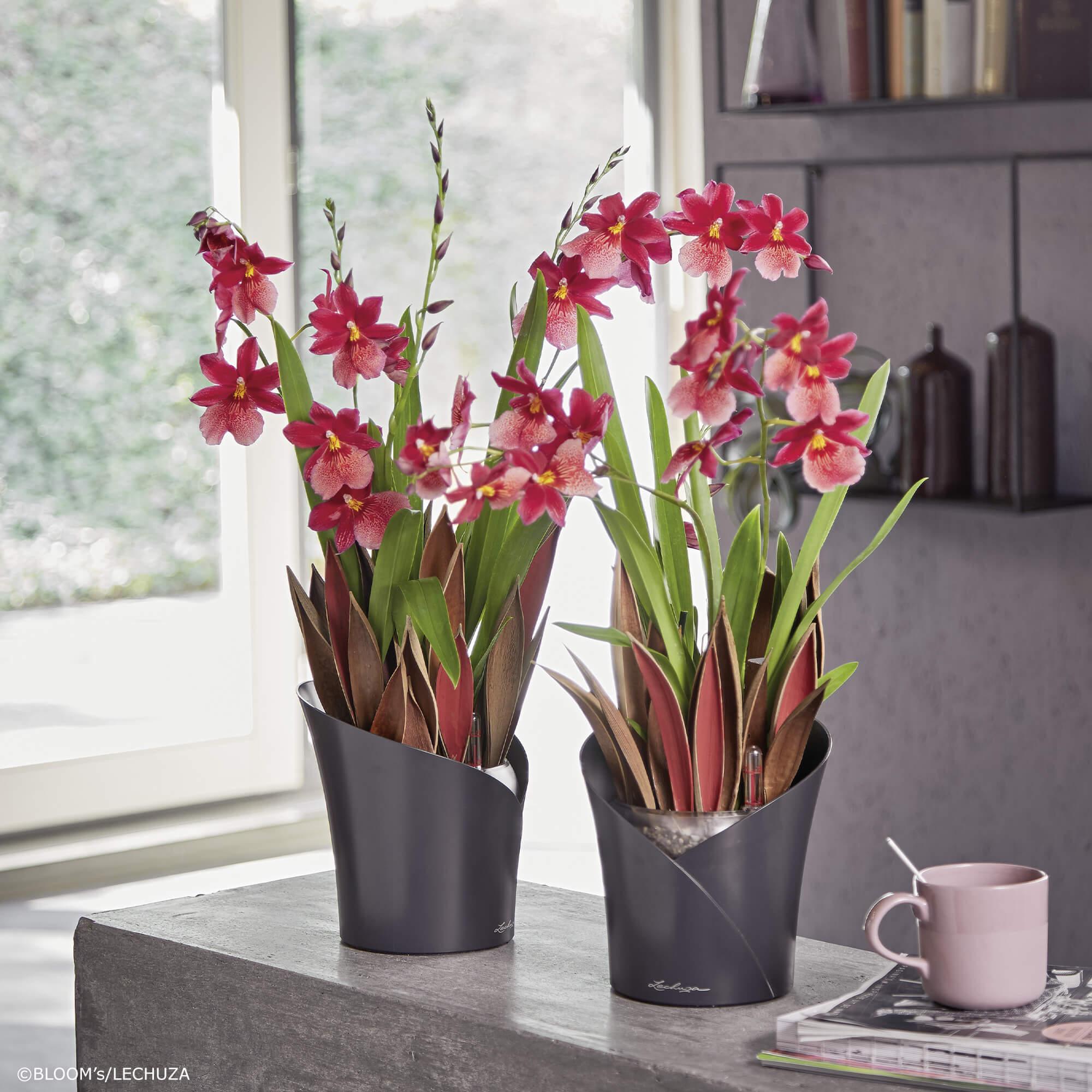 le_orchidea_product_addi_07