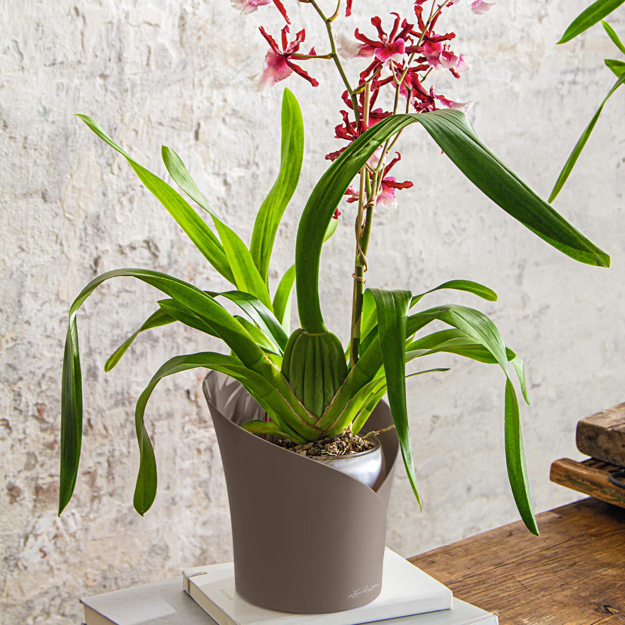 le_orchidea_product_addi_11
