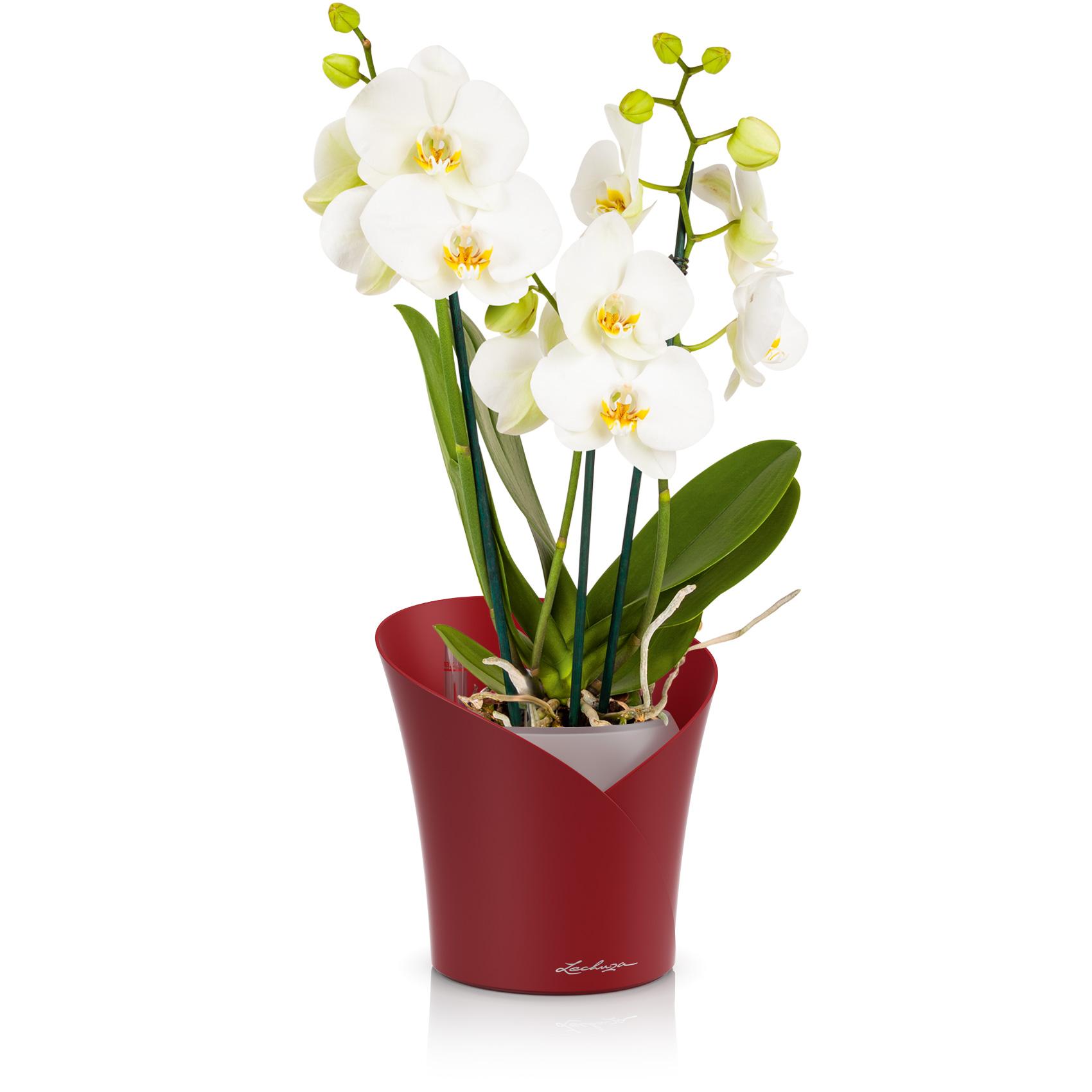 ORCHIDEA scarlet red matt