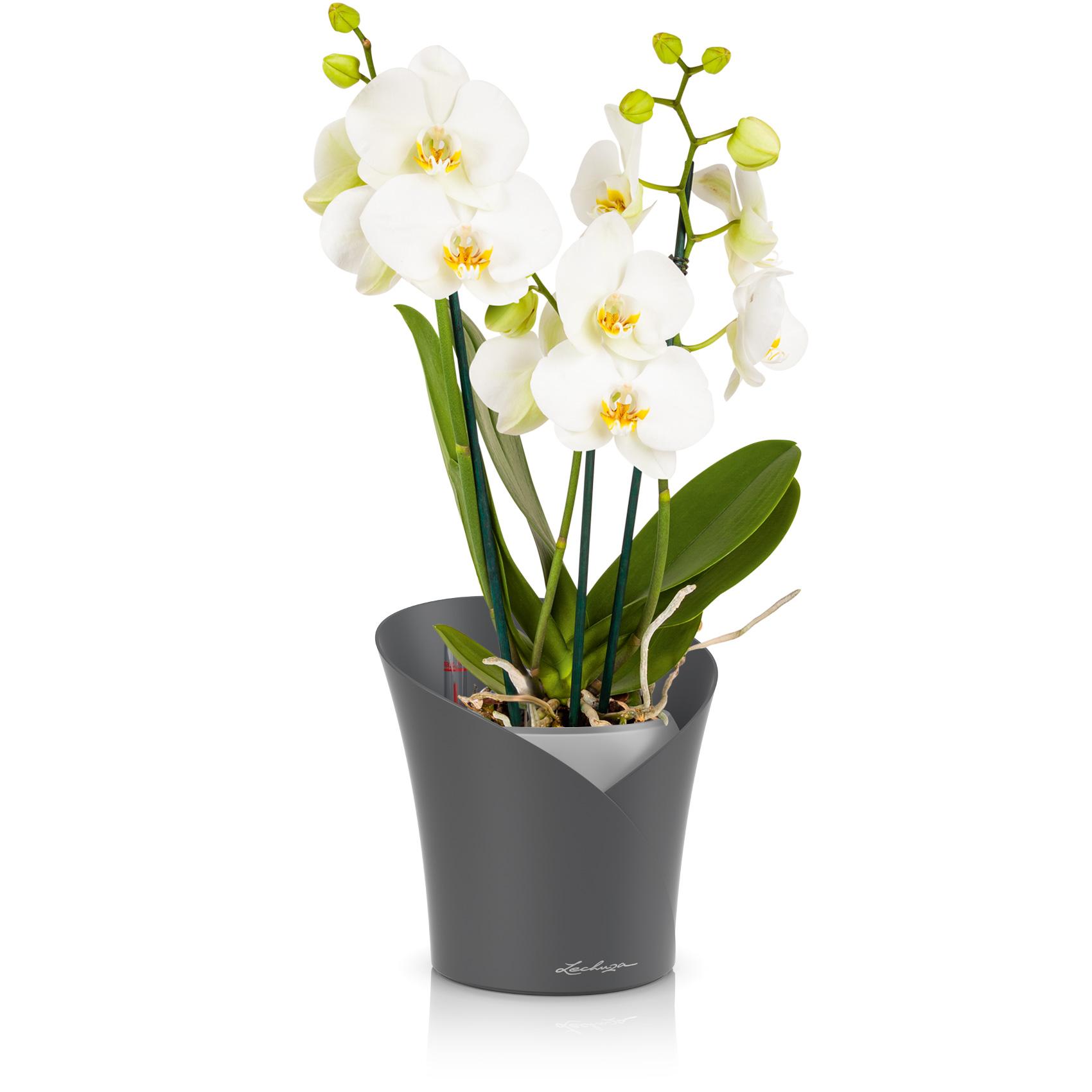 ORCHIDEA schiefergrau matt
