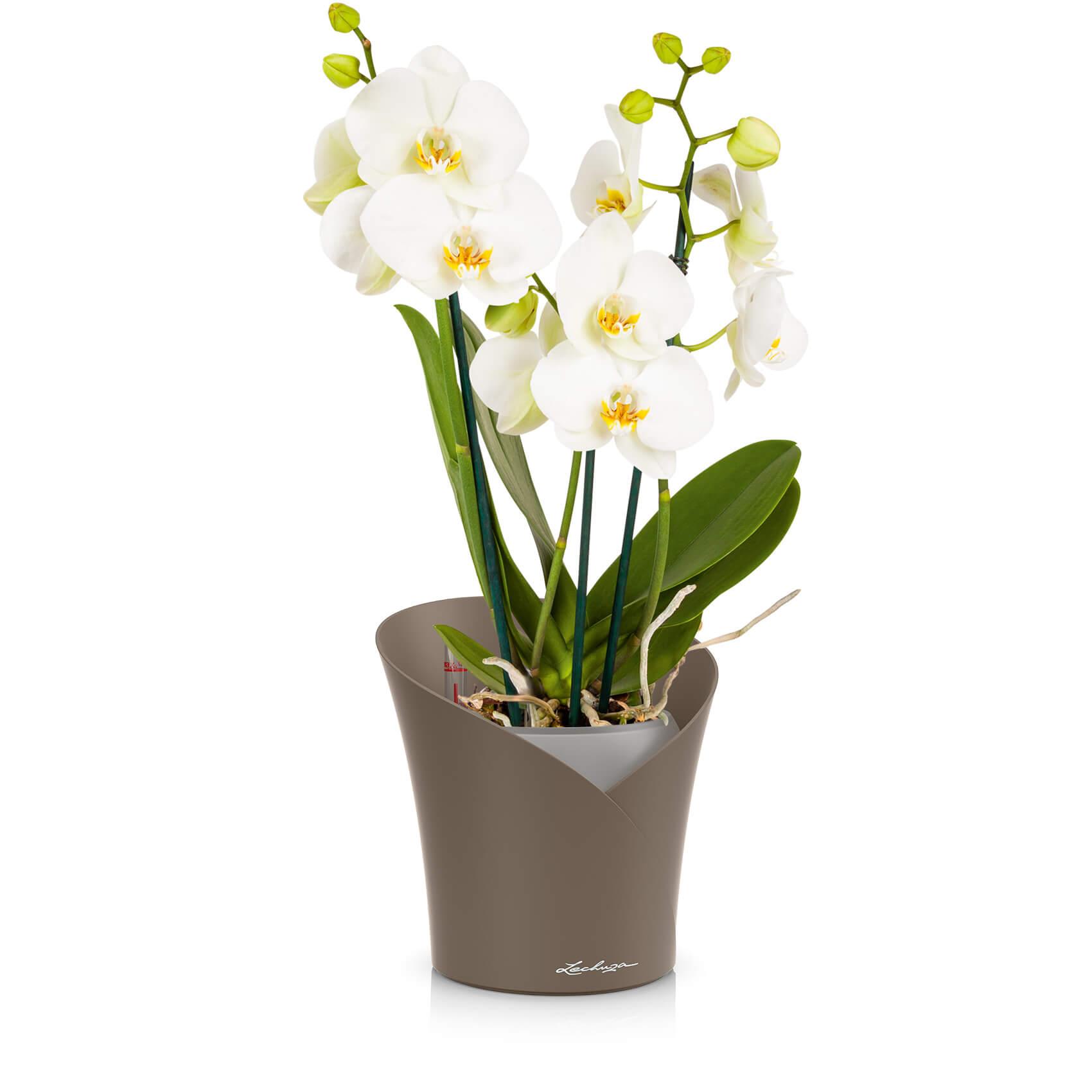 Pot orchidées Orchitop  Ô GARDEN Design Bordeaux
