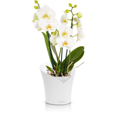 ORCHIDEA blanc mat